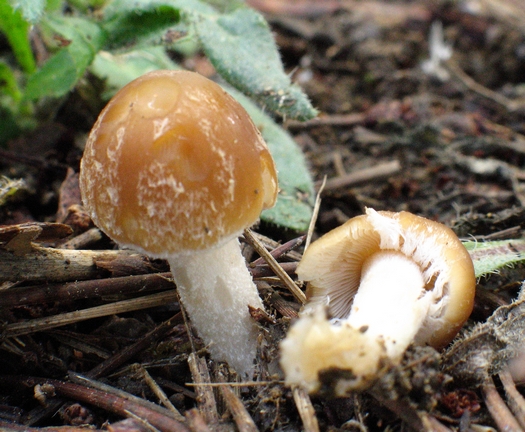 Psathyrella ssp.